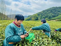 -香芙茗茶楼(梅家坞店)