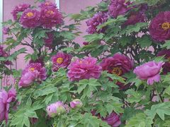 -洛阳市隋唐城遗址植物园