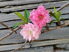 -天津东丽湖风景区