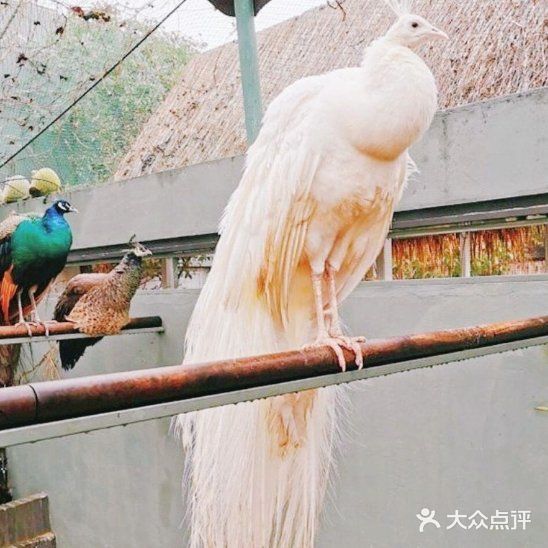 萌宠来袭啦