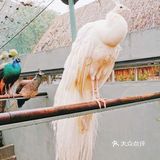 萌宠来袭啦