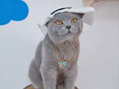 -帕帕拉兹宠物(亚洲旗舰店)