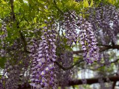 -嘉定紫藤园