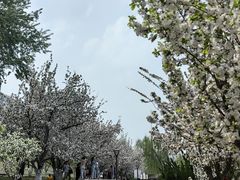 -海棠花溪(元大都城垣遗址公园)
