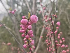-北京周口店北京人遗址博物馆