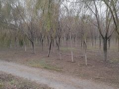-西青郊野公园