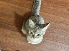 -楼上猫咖(罗湖店)