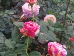 -人民公园(罗湖区)