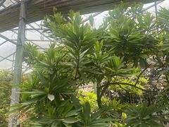 -呀路古热带植物园