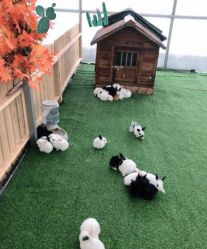 -萌宠亲子动物乐园(槐房万达店)