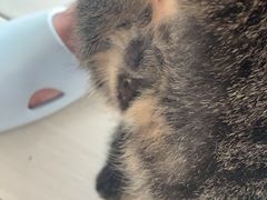 -宠爱国际动物医院· 猫科· 外科·中兽医(长白店)
