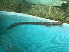 -广州长隆飞鸟乐园