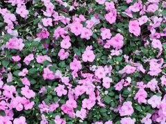 -复旦大学附属华山医院(江苏路分部)