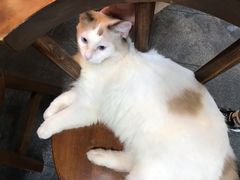 -蒋六十八梯眼镜面(狮子坪店)