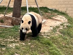 -石家庄市动物园