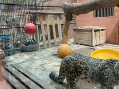 -青藏高原野生动物园