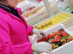 -建德果蔬乐园绪塘草莓基地