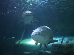 -悉尼海洋生物水族馆