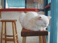 -Babycat私家御饼屋(龙头路一店)