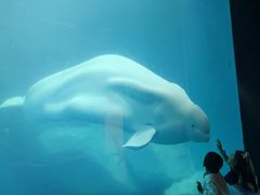 -海合安武汉极地海洋公园