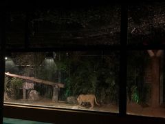 -清迈夜间动物园