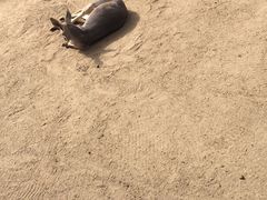 -可伦宾野生动物保护区