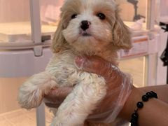 -翊宠yipet猫狗购宠庄园犬舍•猫舍