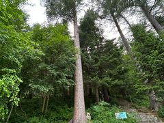 -五营红松林海景区