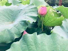-陈家山荷花公园