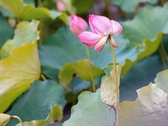 -木守西溪溪隐餐厅