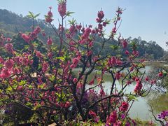 -南国桃园旅游度假区