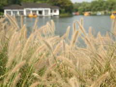 -上海共青森林公园