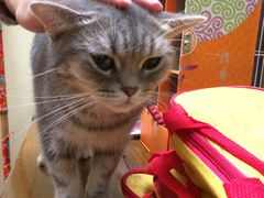 -猫色咖啡·猫咖