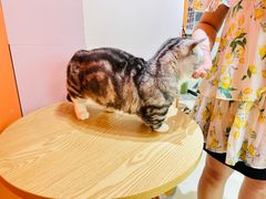 -三花喵·撸猫购宠·宠物生活馆(虹桥南丰城店)