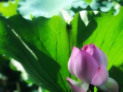 -三圣花乡旅游区