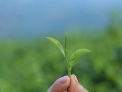 -汉艺唐风茶艺培训(联发华美空间店)