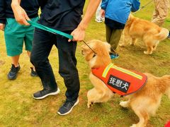 -良成狗狗乐园