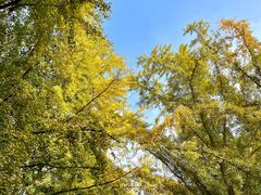 -三里屯东五街银杏大道