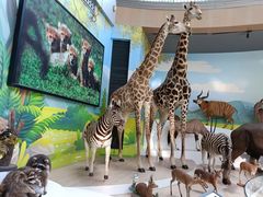 -陕西自然博物馆