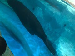 -芜湖新华联大白鲸海洋公园