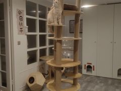 -楼上猫咖(罗湖店)