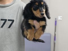 -翊宠yipet猫狗购宠庄园