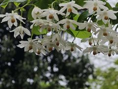 -苏州上方山国家森林公园
