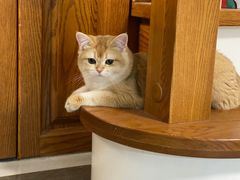 -东方名猫馆·英短金渐层布偶猫舍(环线广场1号楼店)