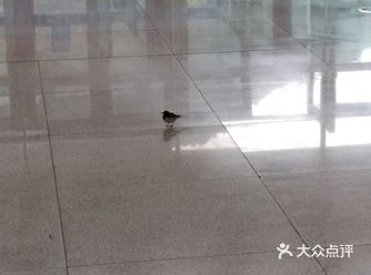 今天正月初四回成都了，第一次在自己的家乡坐动车回成都