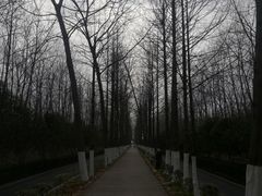 -合肥滨湖国家森林公园