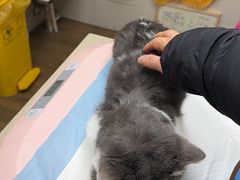 -爱侣·安琦尔宠物医院·中兽医针灸·心内科·狂犬免疫点(宝山区院)