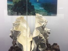 -贝壳王国博物馆