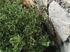 -东莞植物园