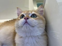 -小猫来了·猫舍(红山六九七九店)